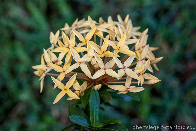 ixora